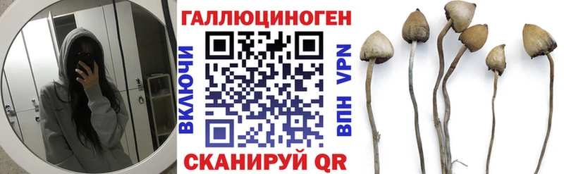 Псилоцибиновые грибы Psilocybe  купить закладку  Кизляр 